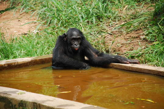 Image of Bonobo