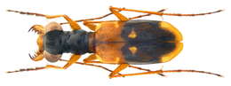 Image of Cicindelinae