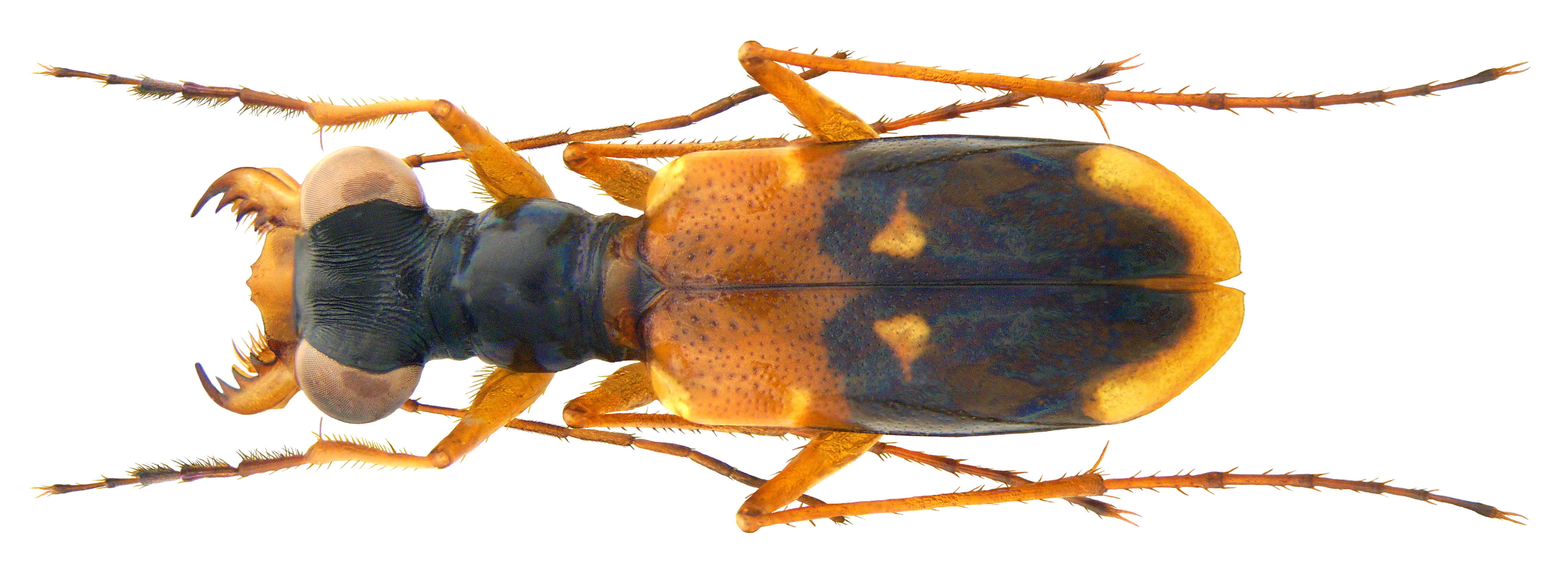 Image of Cicindelinae
