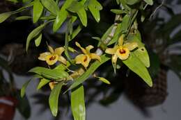 Image of Dendrobium friedericksianum Rchb. fil.