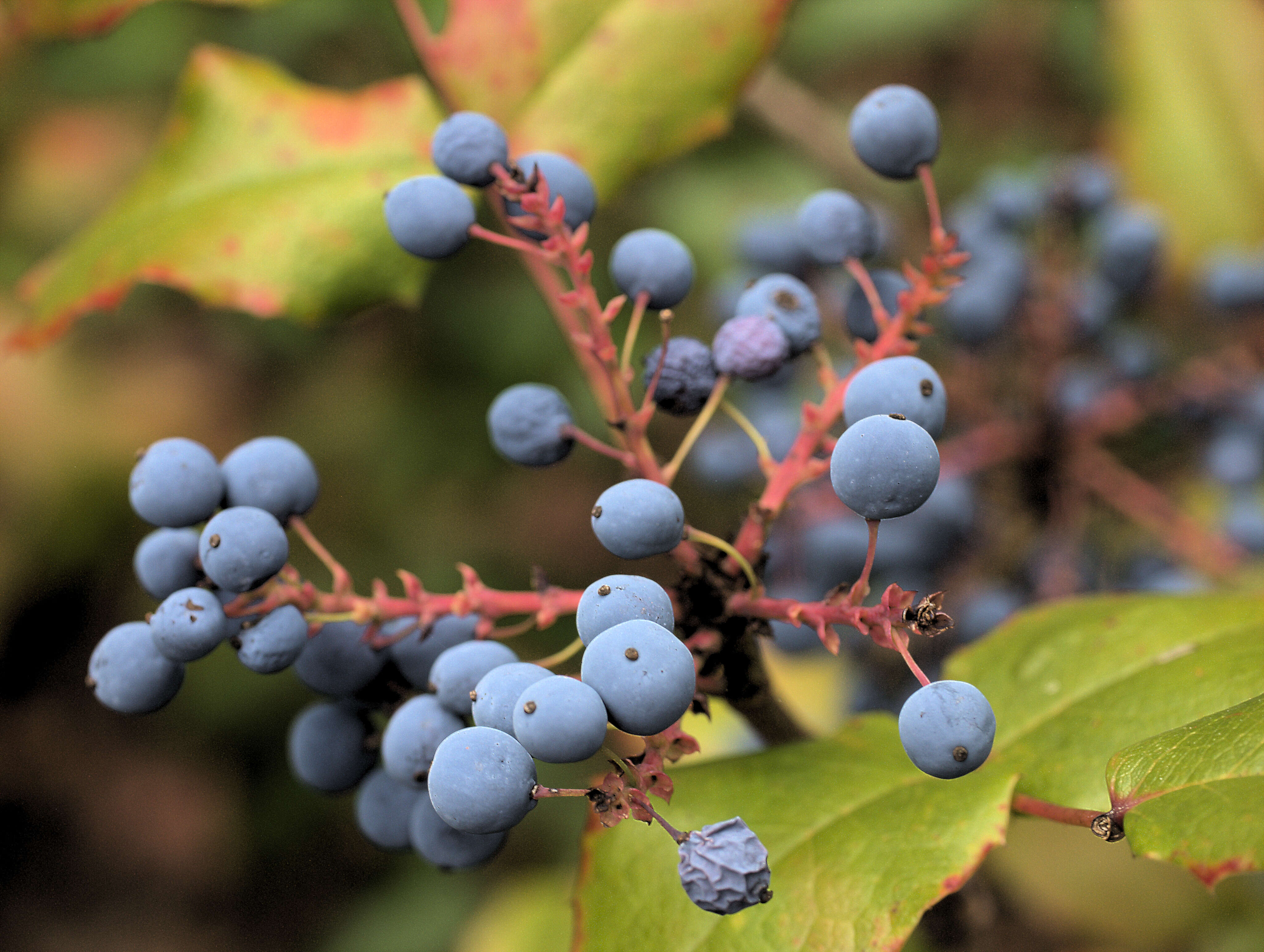 Image of Berberis aquifolium