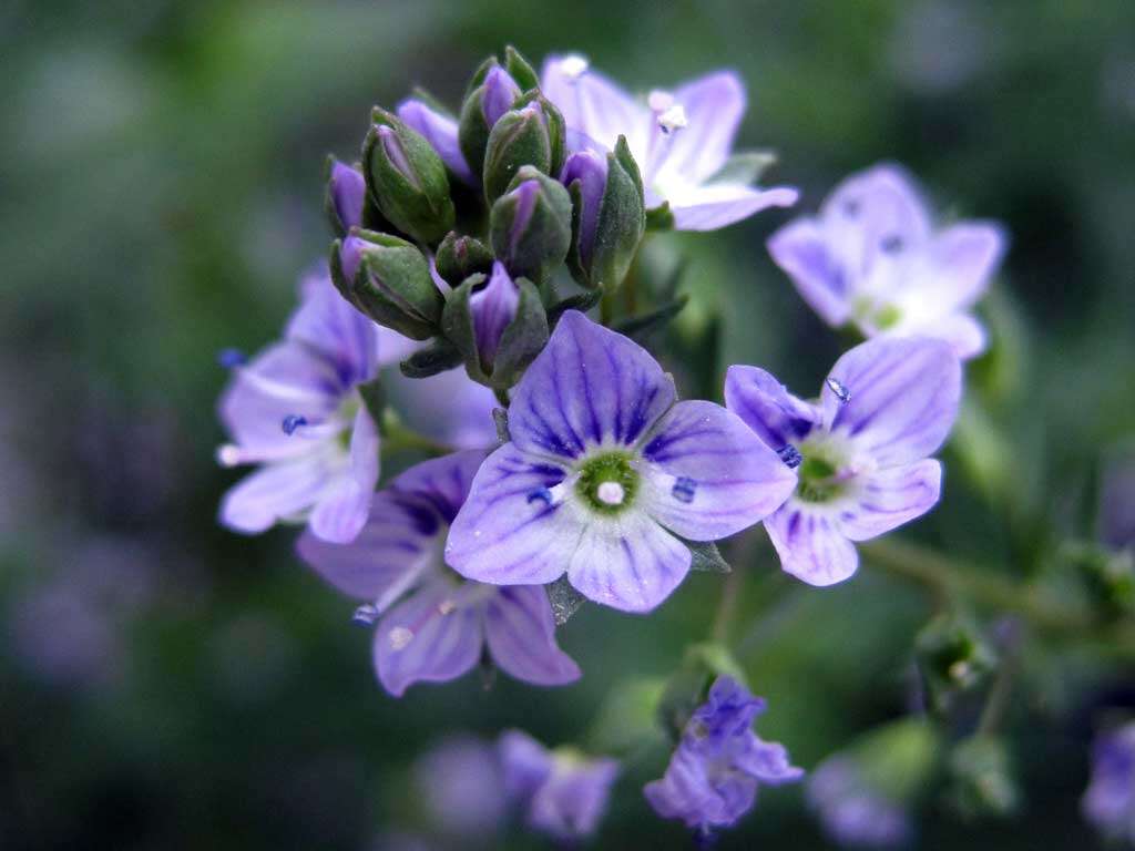 Image of American speedwell