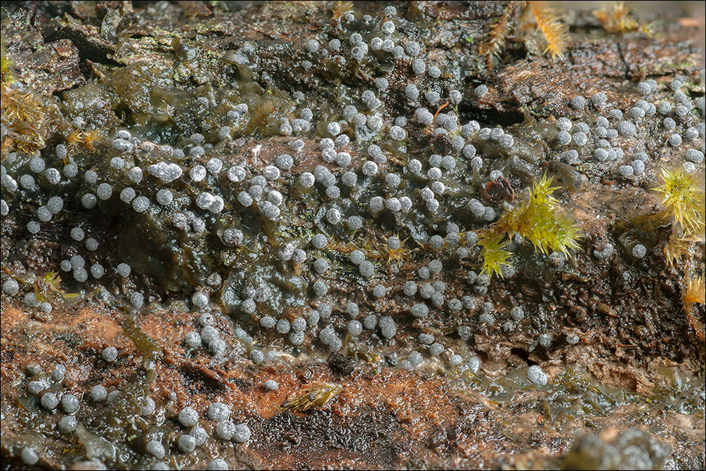 Image of Didymiaceae
