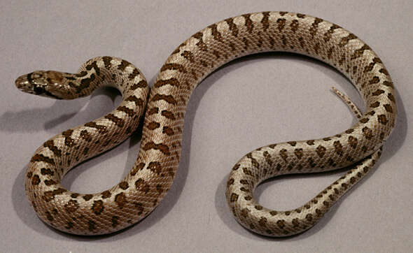 Image of Glossy Snakes