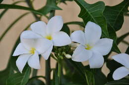 Image of plumeria