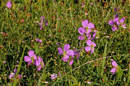 Image of meadowbeauty