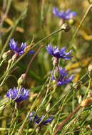 Image of knapweed