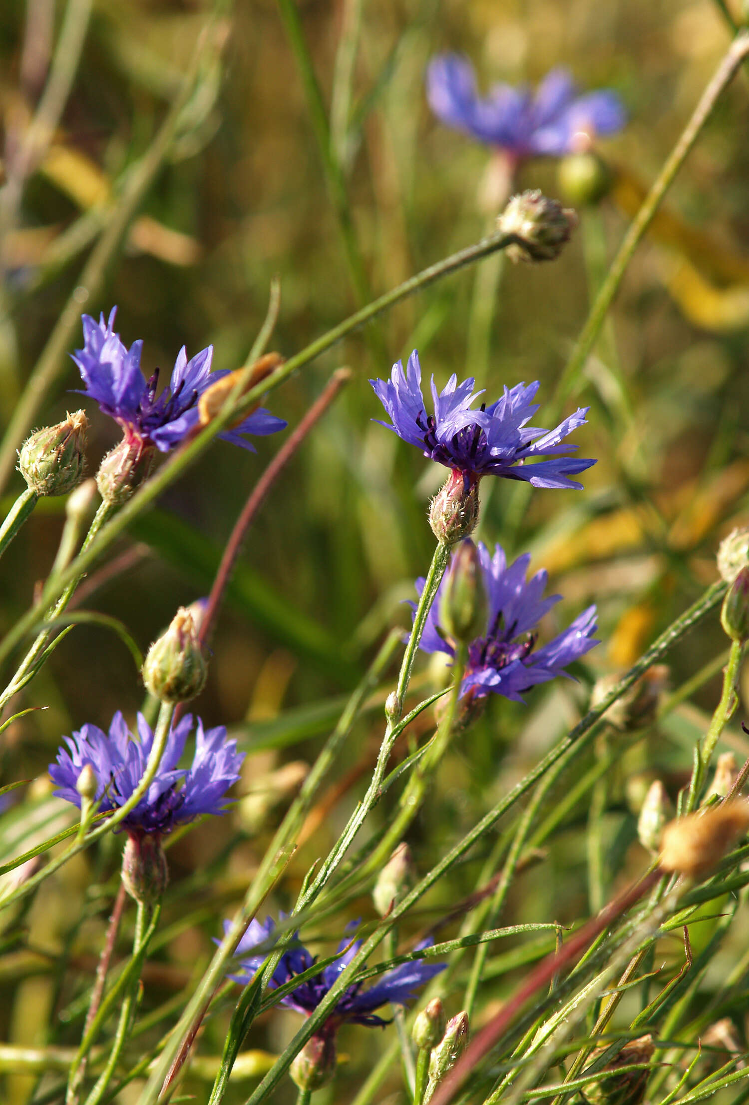 Image of knapweed