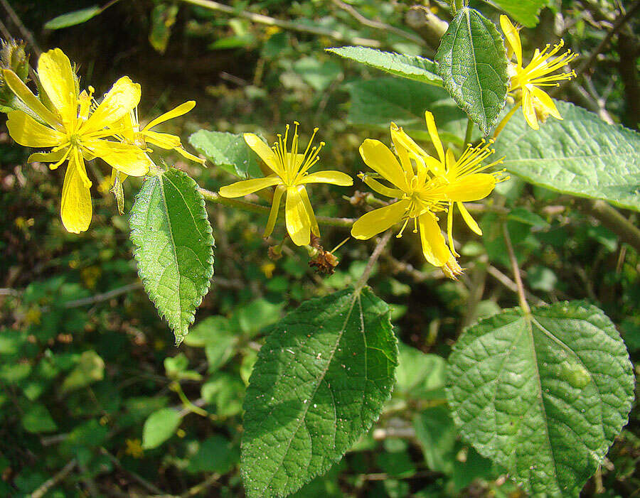 Image of Malvaceae