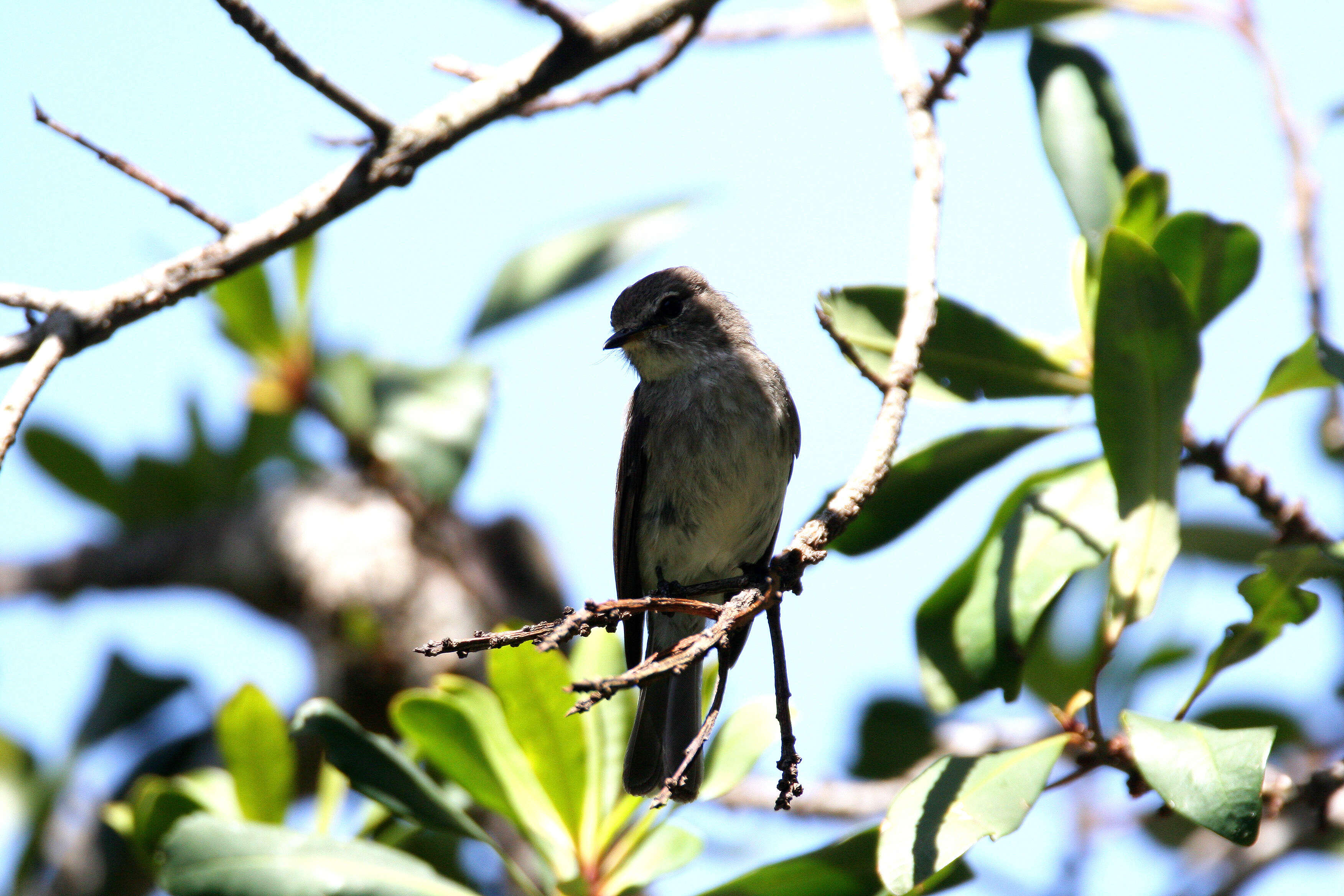 Image of Muscicapa Brisson 1760