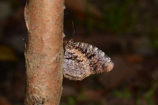 Imagem de Elymnias nesaea Linnaeus 1758