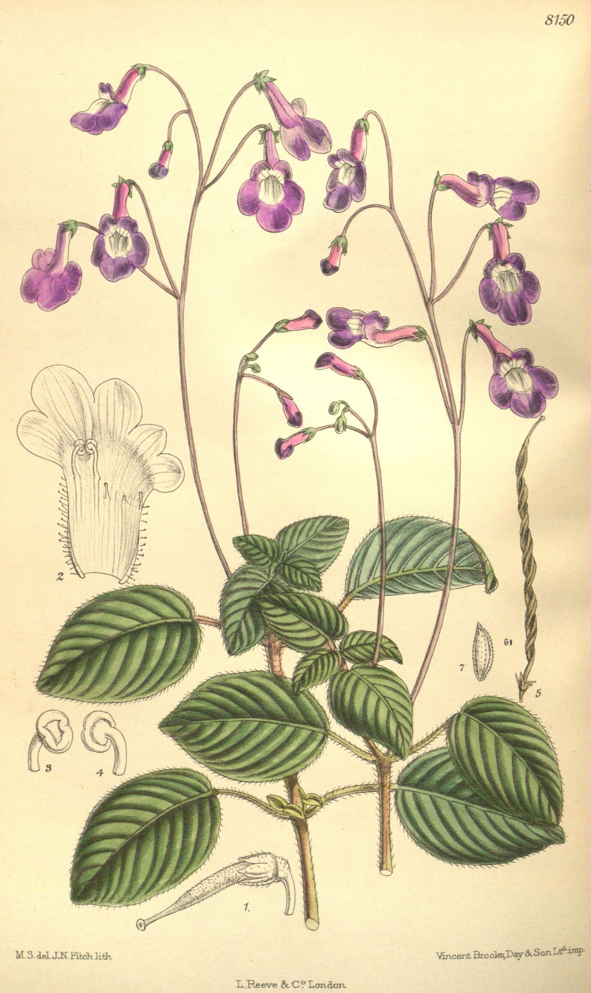 Image of Streptocarpus holstii Engler