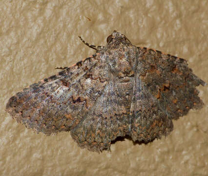 Image of Monkeypod moth