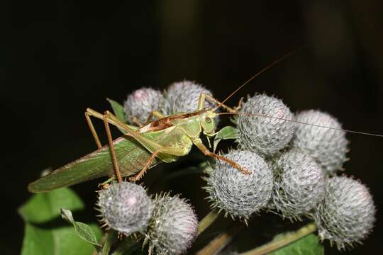 Image of katydid