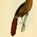 Image of Orange-eyed Thornbird