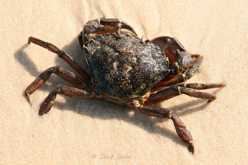 Image of Carcinidae MacLeay 1838