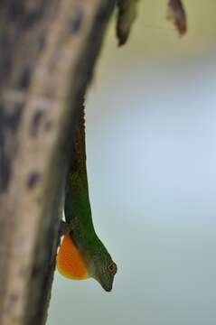 Image of Bark anole