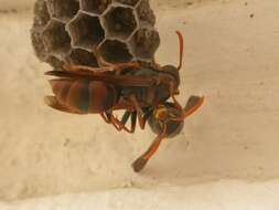 Image of Polistes