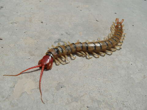 Scolopendra morsitans Linnaeus 1758 resmi