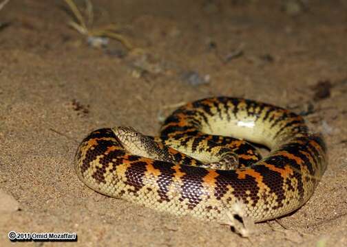 Image of Sand Boas