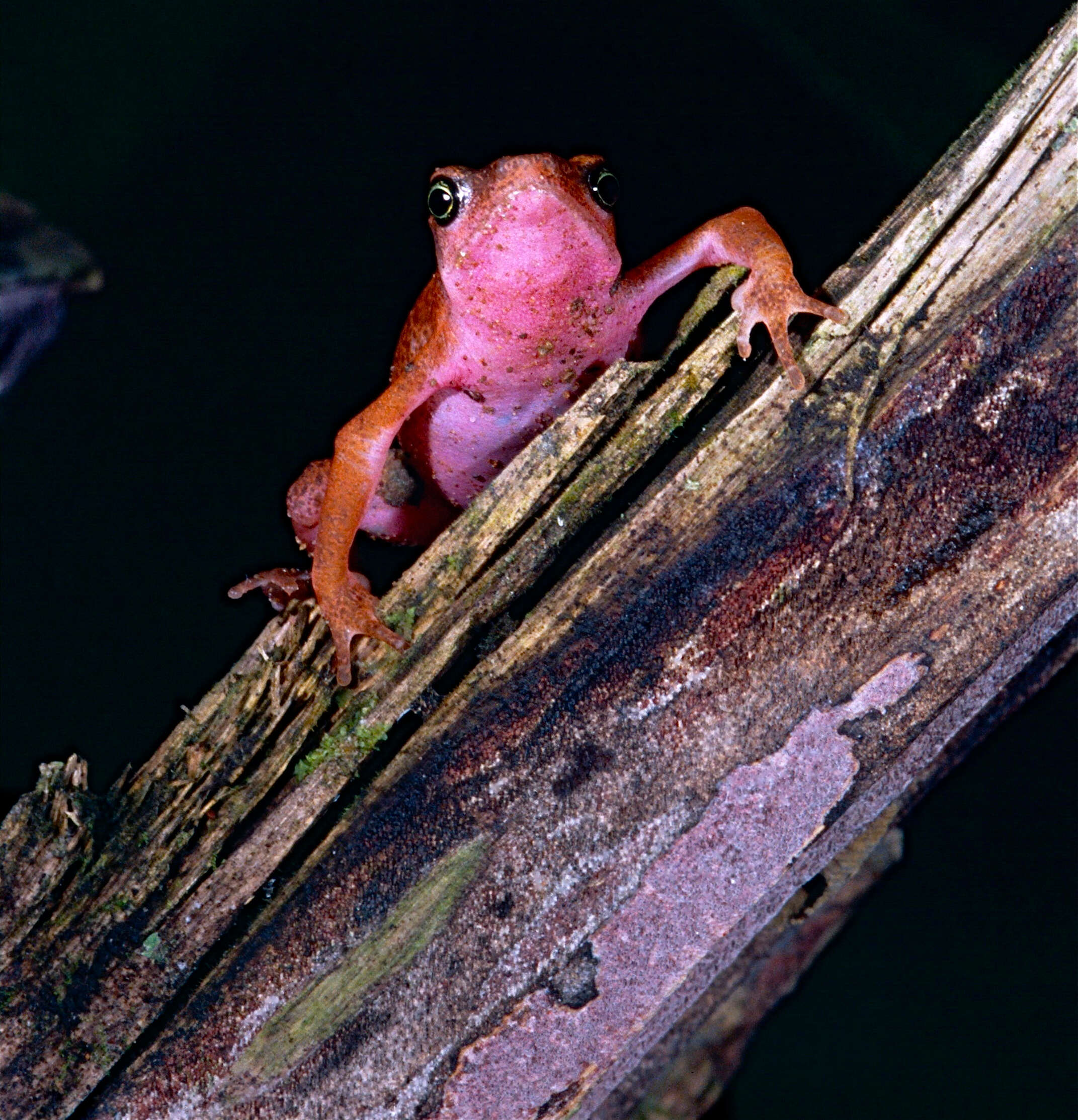 Image of harlequin frogs