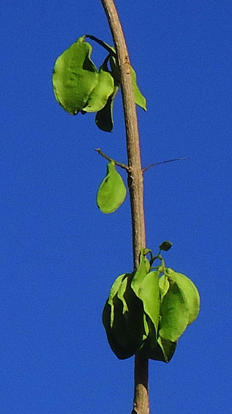 Слика од Jacaranda jasminoides (Thunb.) Sandwith