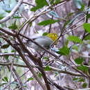 Image of Yellow-headed Warbler