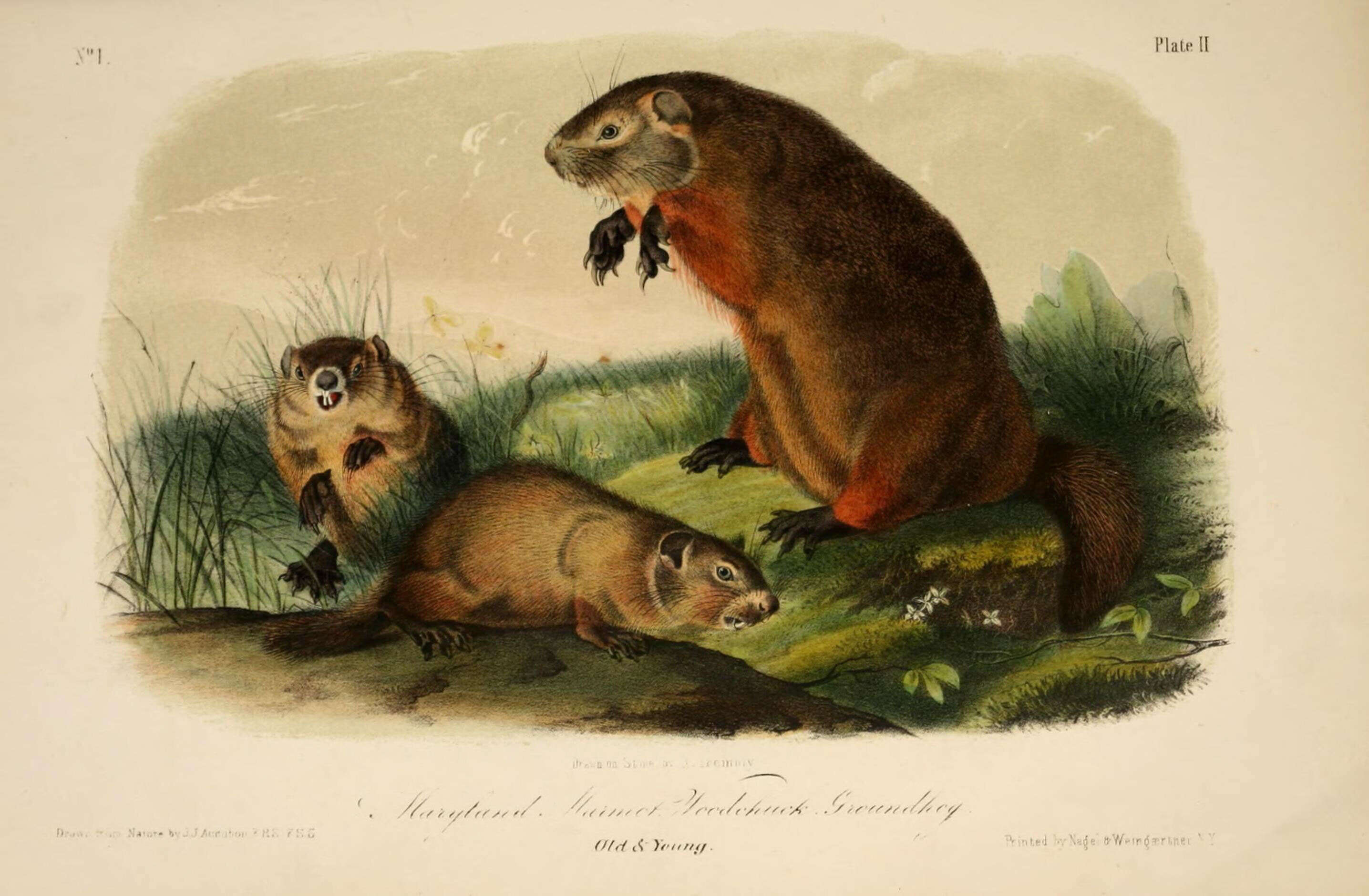 Plancia ëd Marmota subgen. Marmota Blumenbach 1779