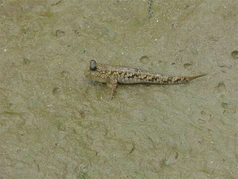 Image of Barred mudskipper