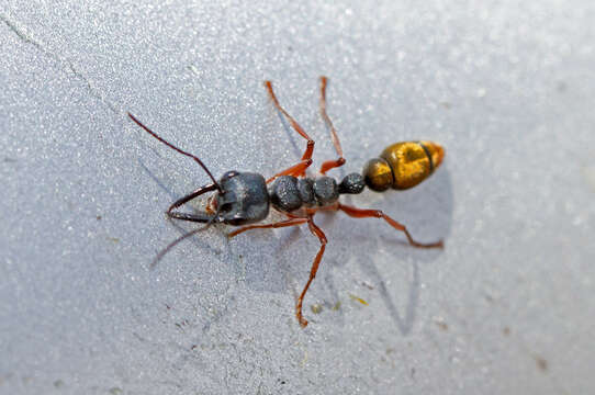 Image of Myrmecia piliventris Smith 1858