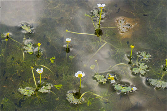 Image of Pond Water-crowfoot