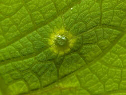 Image of Passiflora talamancensis Killip