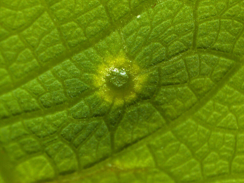 Image of Passiflora talamancensis Killip