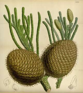 Image of Araucaria