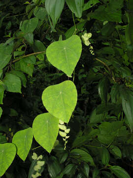 Image of Cissampelos tropaeolifolia DC.