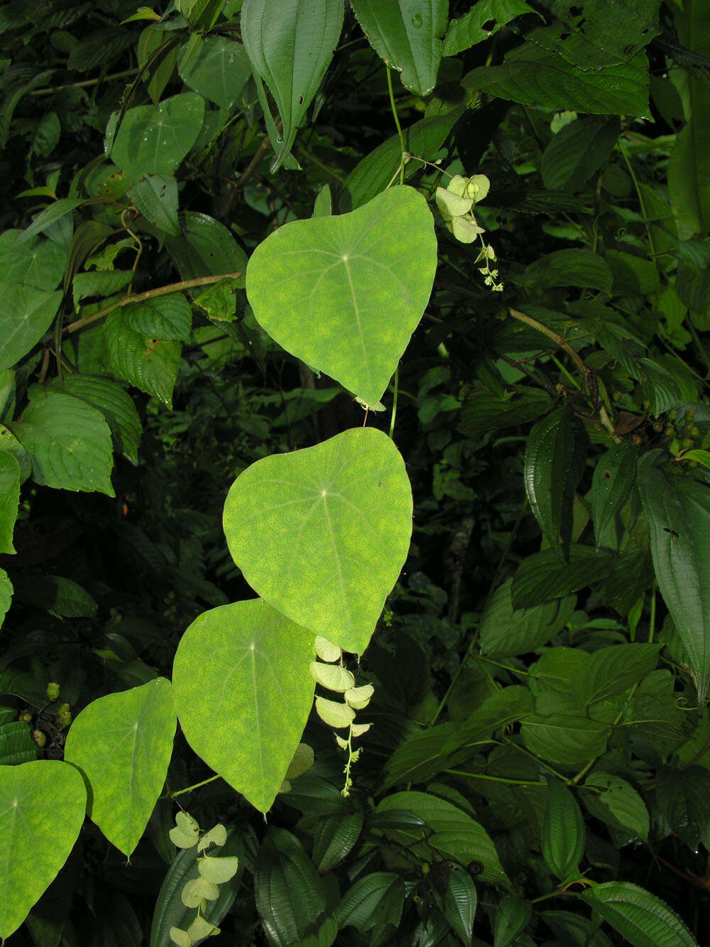 Image de Cissampelos tropaeolifolia DC.