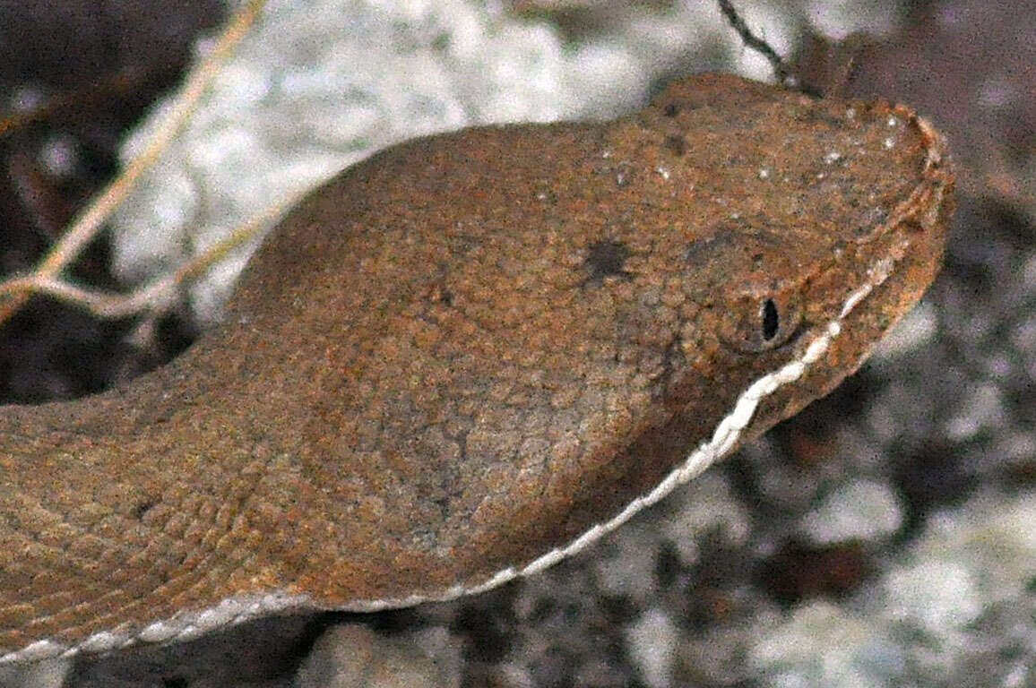 Image of Arizona ridge-nosed rattlesnake