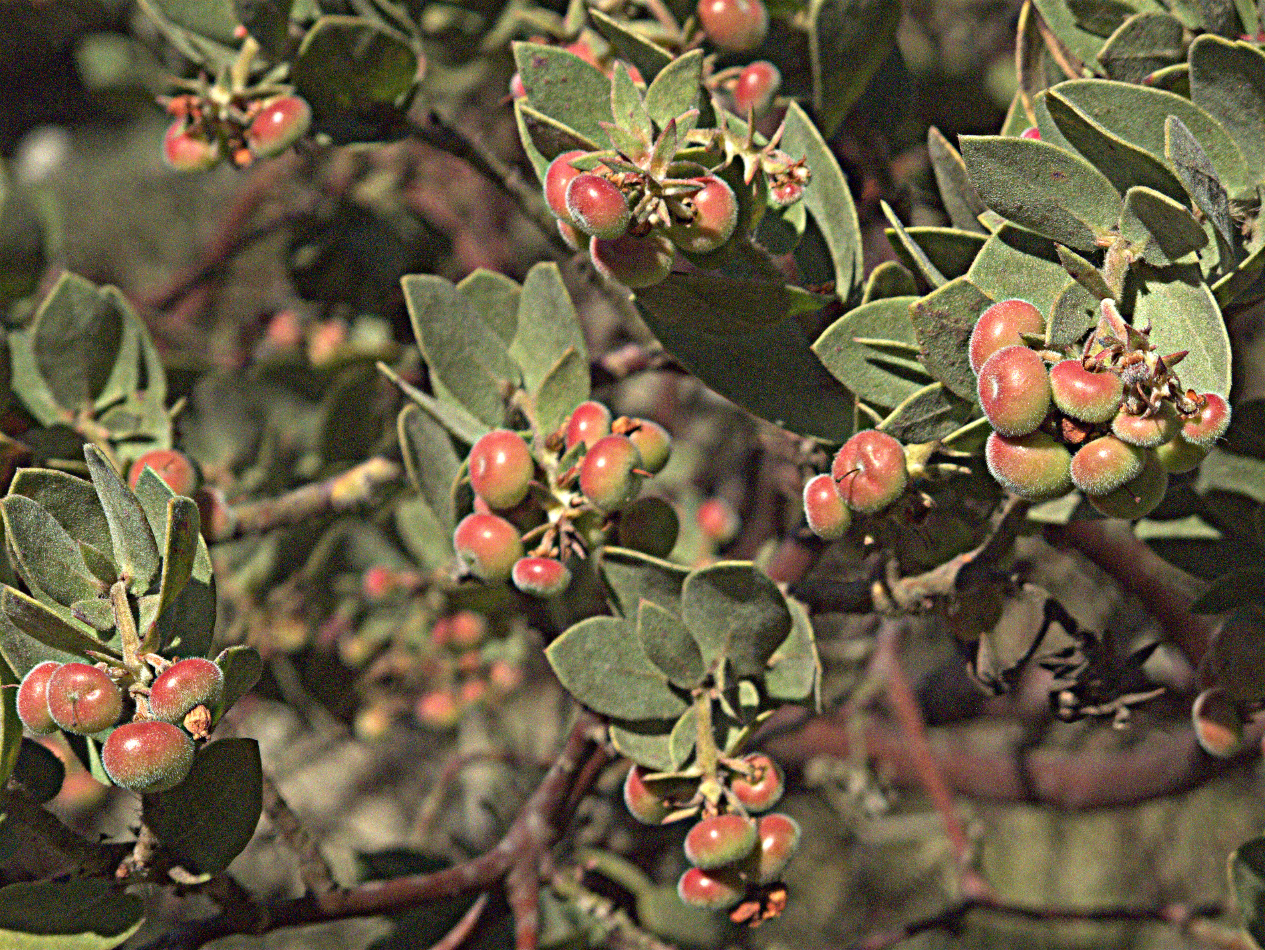 Слика од Arctostaphylos auriculata Eastw.