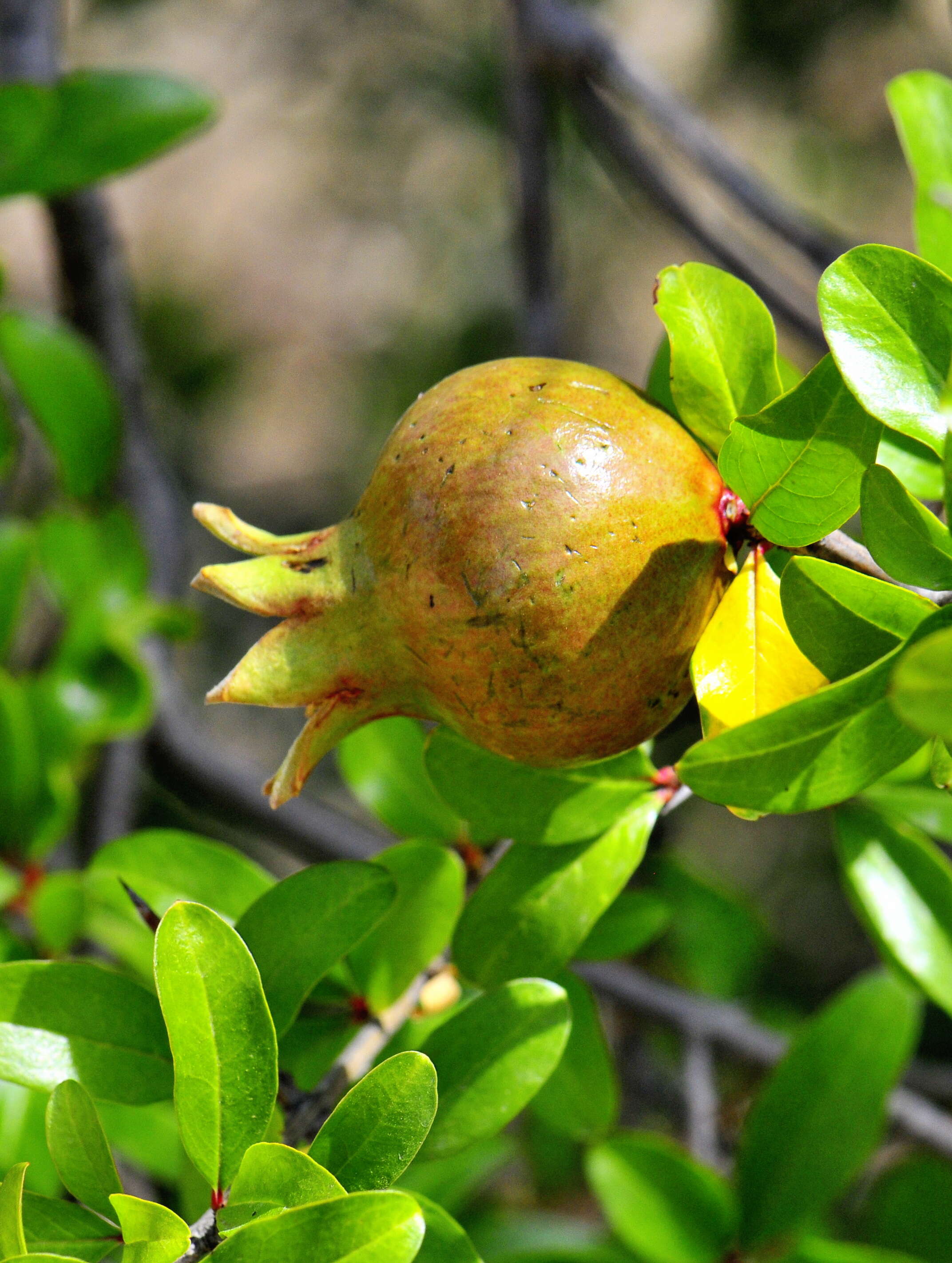 Image of Punica granatum