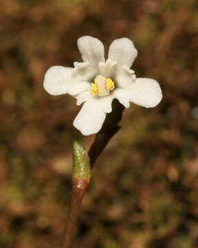 Image of Forstera bellidifolia Hook.