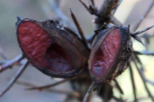 Image of Hakea decurrens subsp. physocarpa W. R. Barker