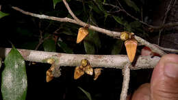 Image of xylopia