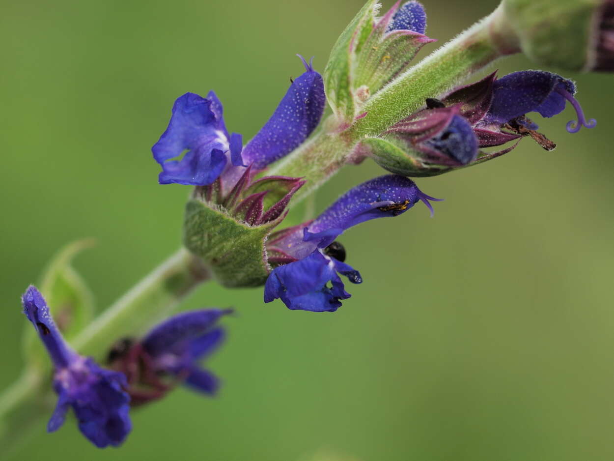 Image of Woodland sage