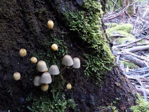 Image of Coprinellus disseminatus (Pers.) J. E. Lange 1938