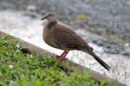 Image of spotted dove