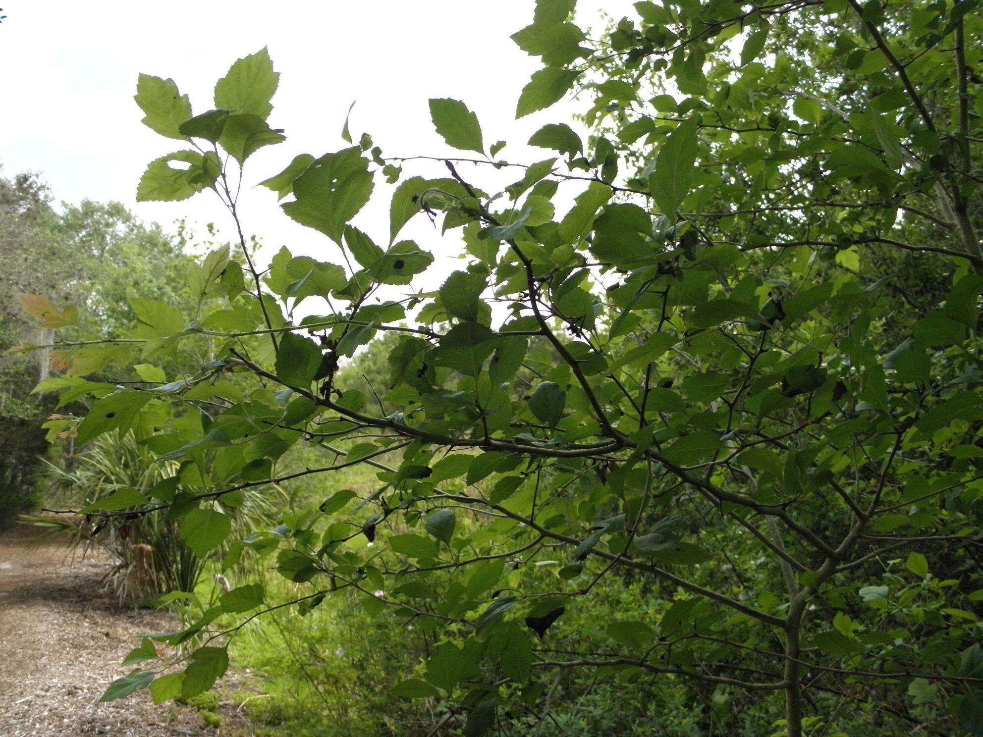 Image of green hawthorn