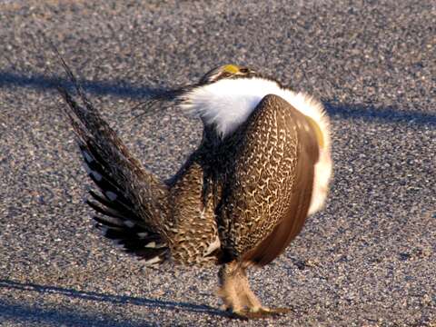 Imagem de Centrocercus Swainson 1832