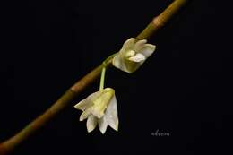 Imagem de Dendrobium salaccense (Blume) Lindl.