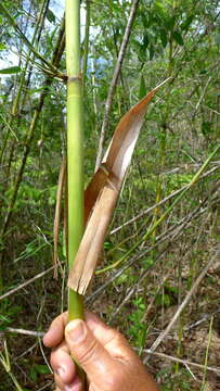 Image of Guadua paniculata Munro