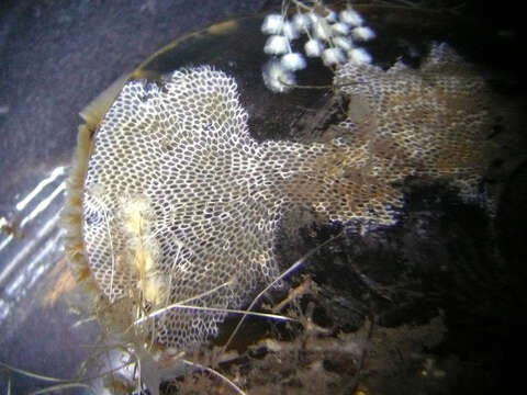 Image of Marine bryozoan